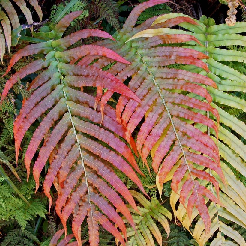 Blechnum novae-zelandiae - Neuseeland-Kammfarn (Laub)