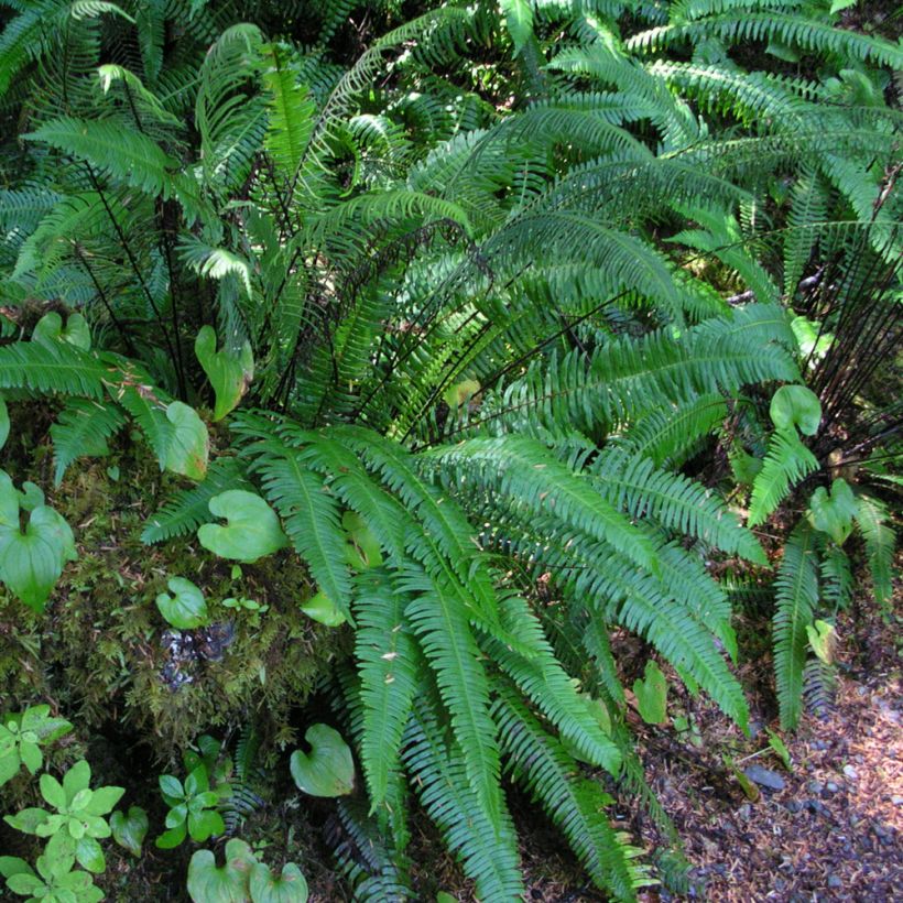 Blechnum spicant - Rippenfarn (Wuchs)