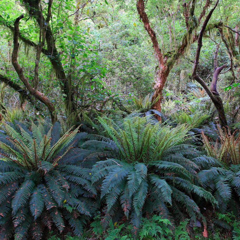 Blechnum discolor (Wuchs)