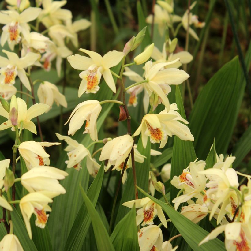 Bletilla ochracea - Gelbe Japanorchidee (Wuchs)