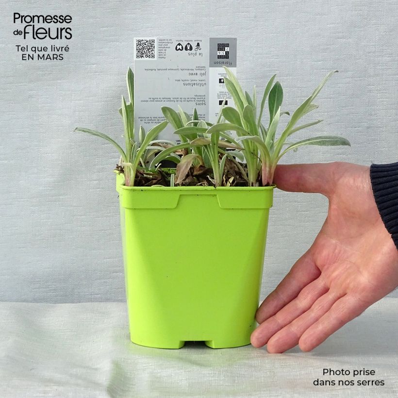 Example of Berg-Flockenblume Amethyst in Snow - Centaurea montana Topf mit 1,5L/2L as you get in printemps