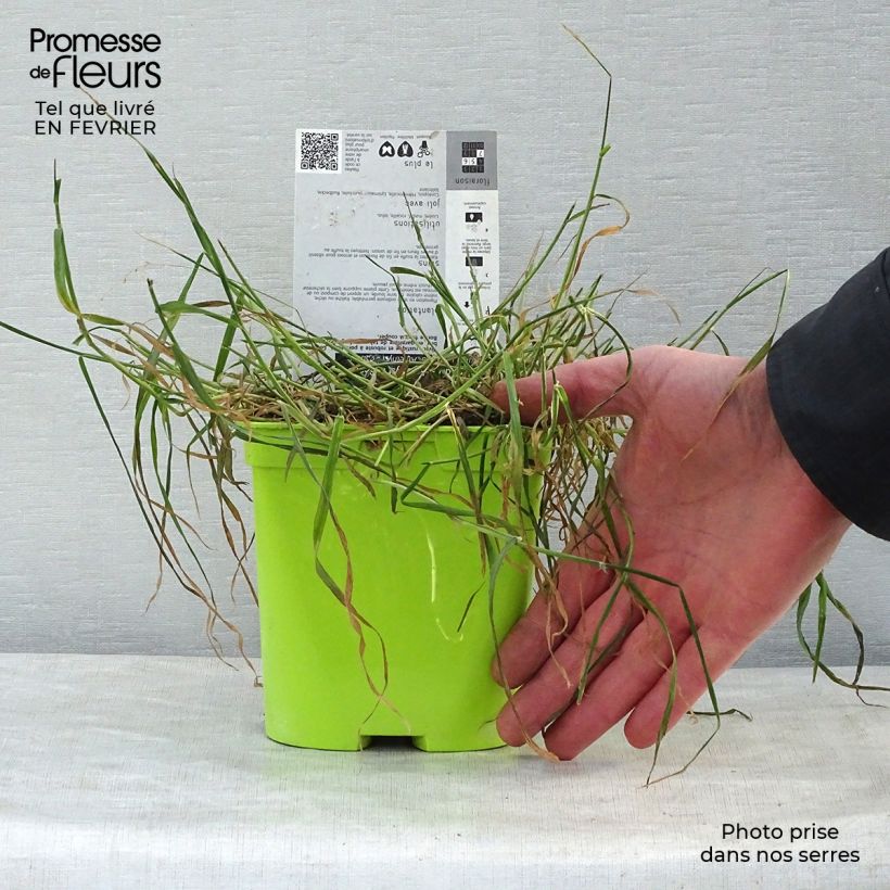 Example of Berg-Flockenblume Amethyst Dream - Centaurea montana Topf mit 2L/3L as you get in hiver