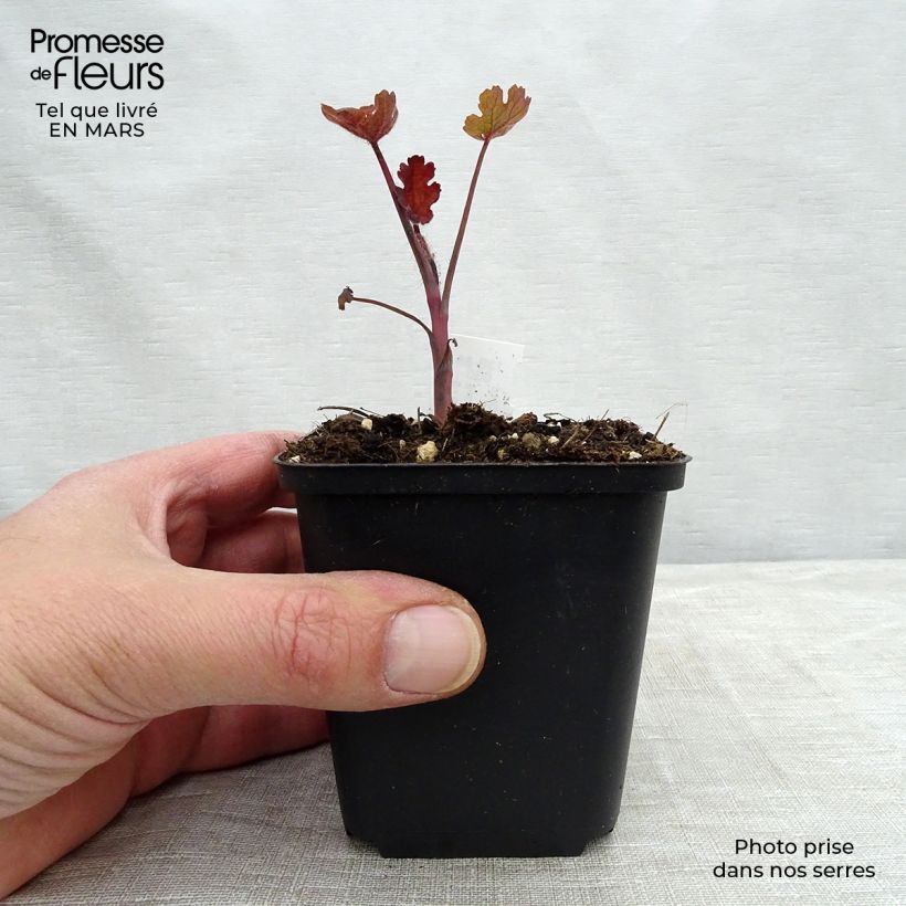 Exemplar von Macleaya microcarpa Spetchley Ruby - Roter Federmohn Kleine Töpfe von 8/9 cm wie im Frühjahr geliefert