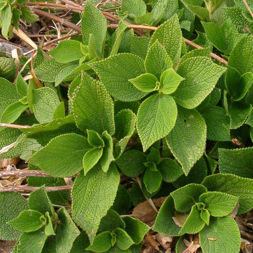 Boehmeria biloba - Chinagras (Wuchs)
