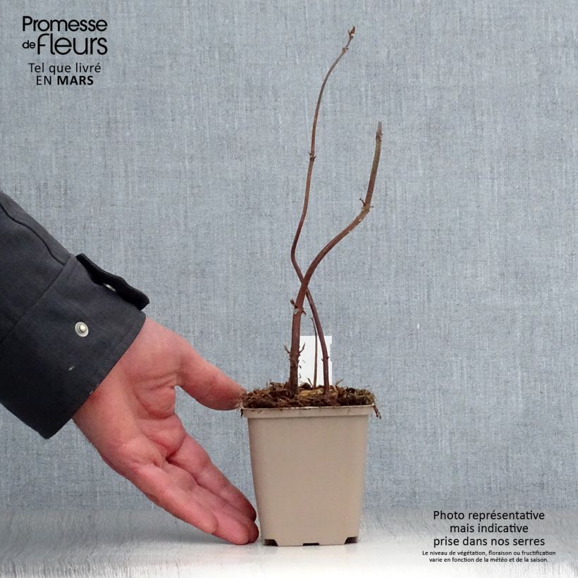 Exemplar von Boehmeria biloba - Chinagras Kleine Töpfe von 8/9 cm wie im Frühjahr geliefert