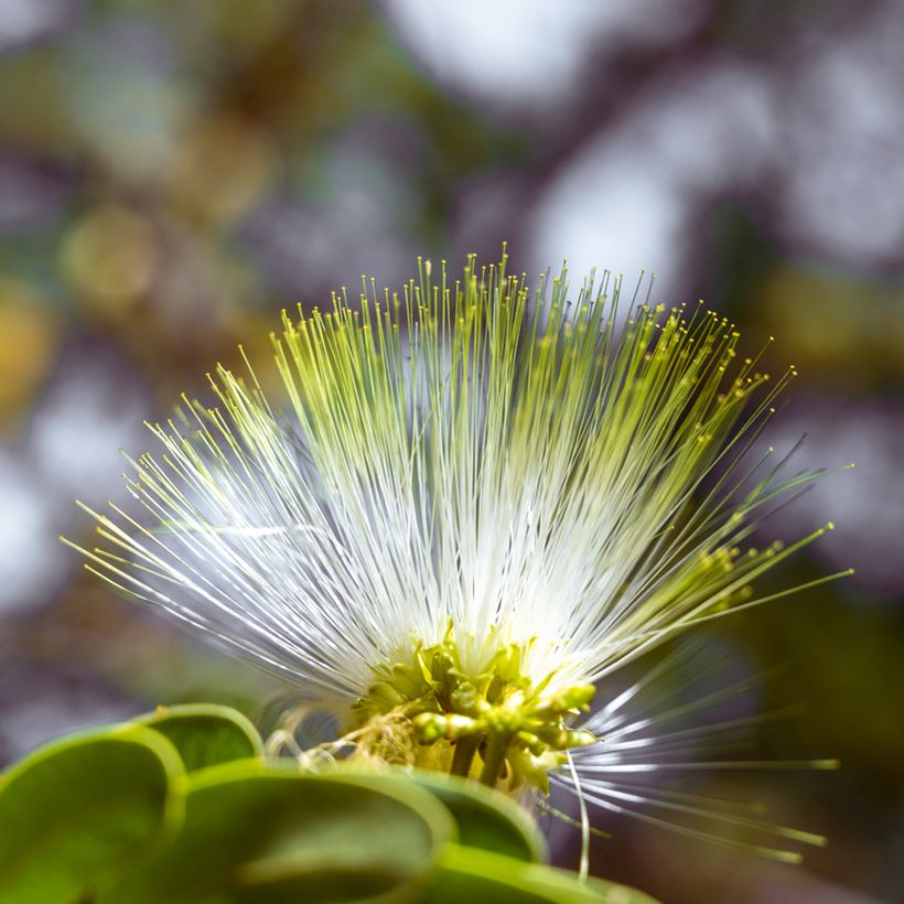 Albizia lebbeck (Flowering)