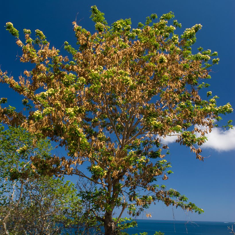 Albizia lebbeck (Plant habit)