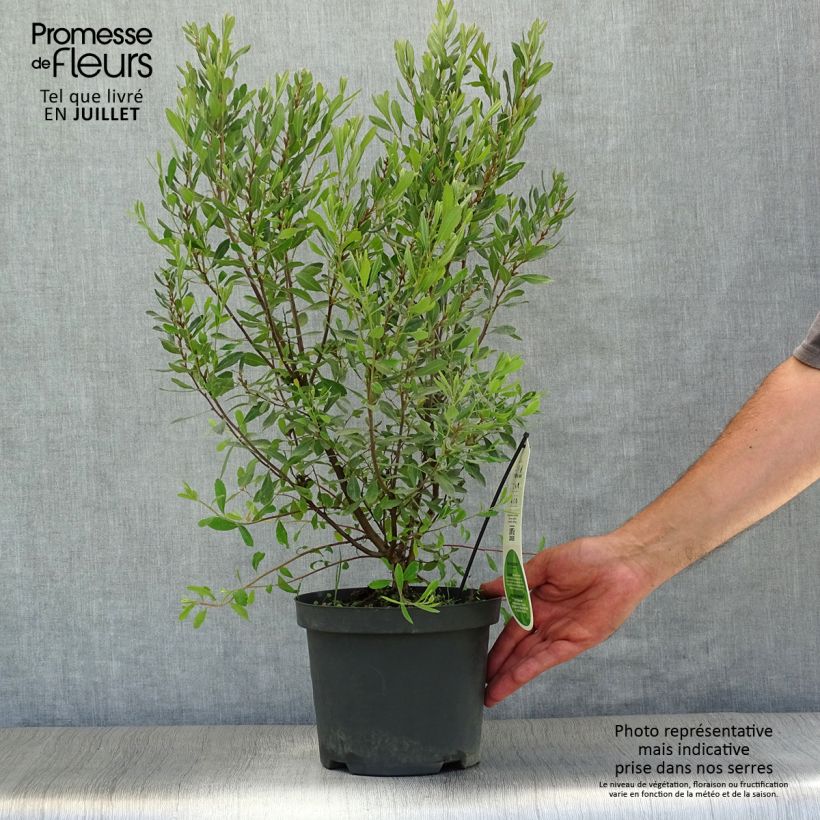 Exemplar von Myrica gale - Gagelstrauch Topf mit 1,5L/2L wie im Sommer geliefert
