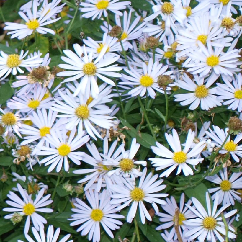 Boltonia asteroides Snowbank - Scheinaster (Blüte)
