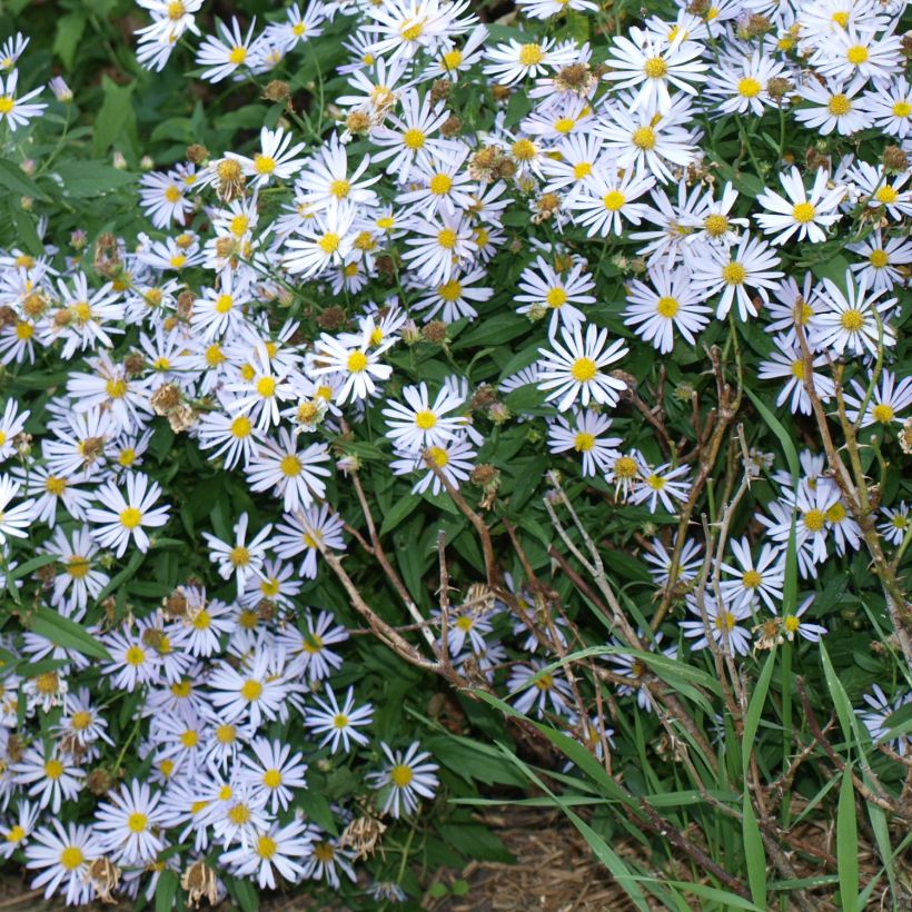 Boltonia asteroides Snowbank - Scheinaster (Wuchs)