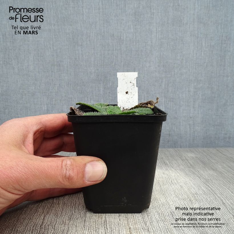 Exemplar von Zwerg-Borretsch - Borago pygmaea Kleine Töpfe von 8/9 cm wie im Frühjahr geliefert