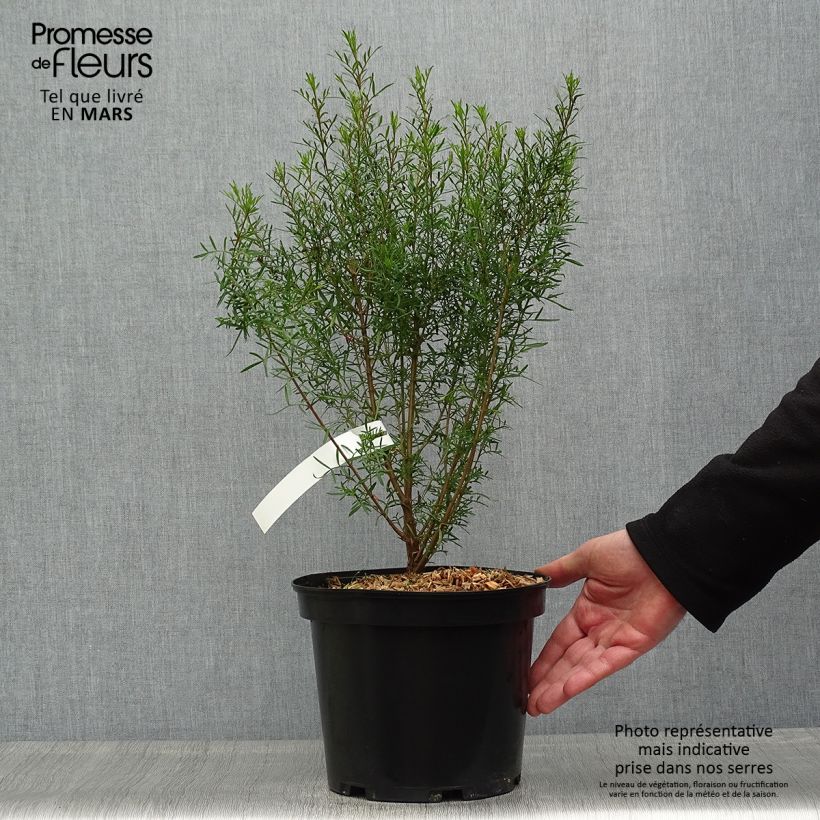 Example of Boronia heterophylla Topf mit 3L/4L as you get in printemps