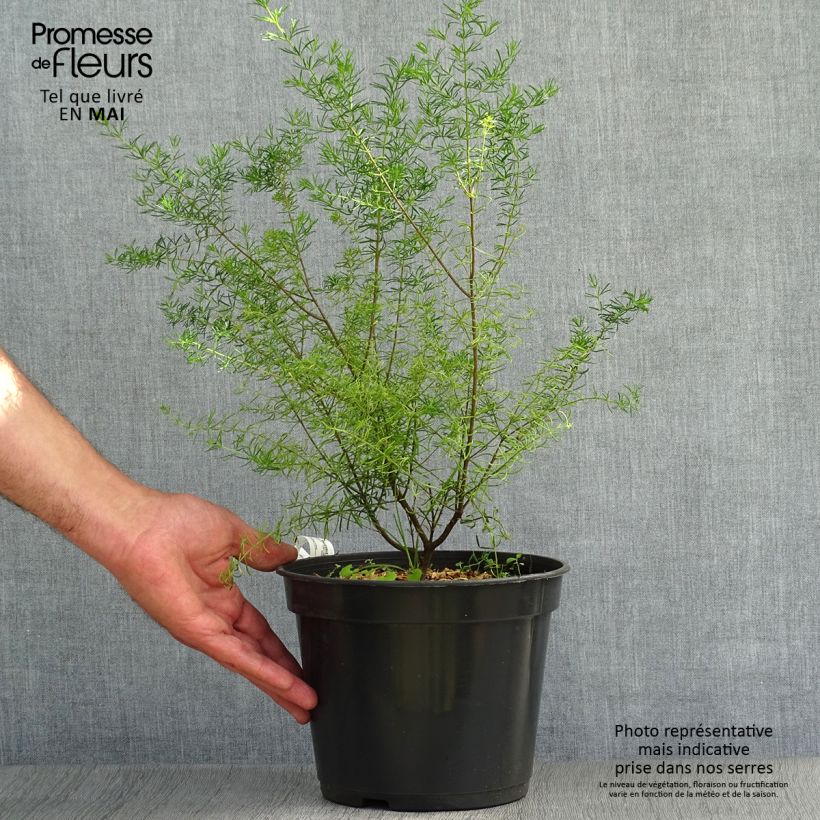 Example of Boronia megastigma Tui Topf mit 4L/5L as you get in printemps