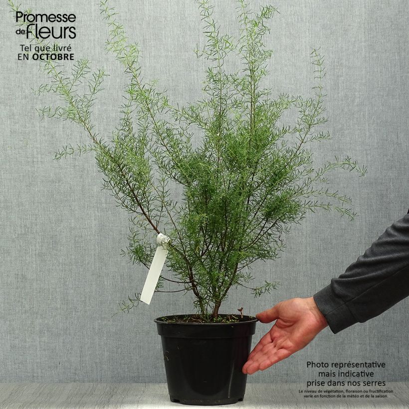 Exemplar von Boronia megastigma Tui Topf mit 4L/5L wie im Herbst geliefert