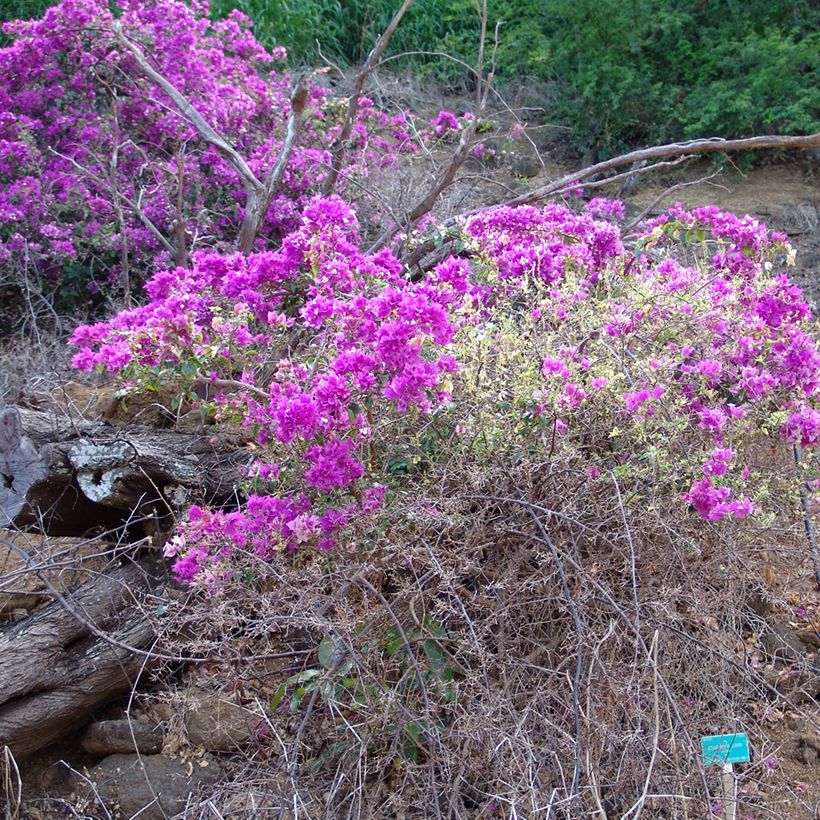 Bougainvillea glabra Variegata - Kahle Drillingsblume (Wuchs)