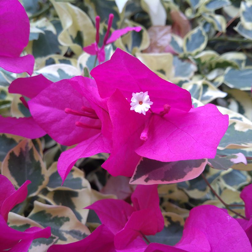 Bougainvillea glabra Variegata - Kahle Drillingsblume (Blüte)