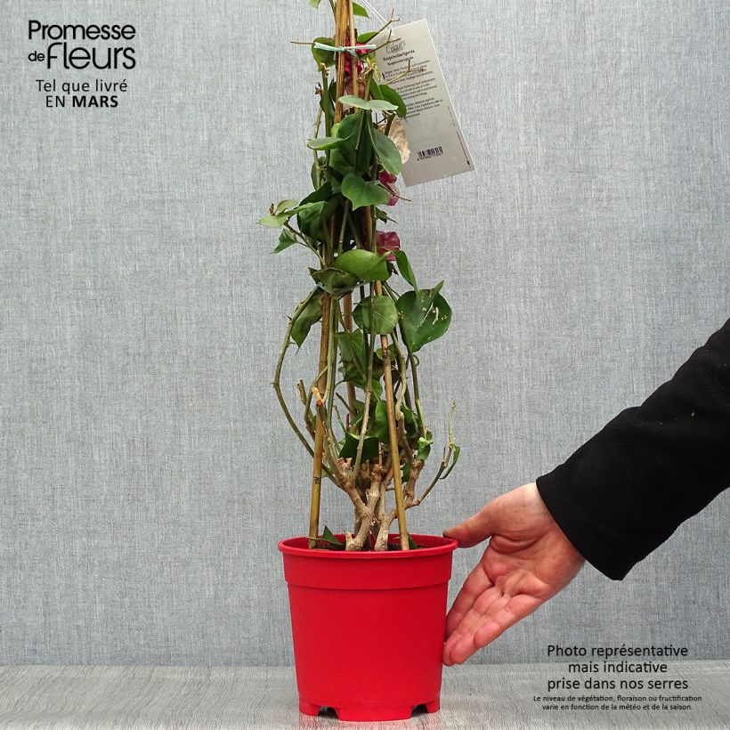 Example of Bougainvillea spectabilis White - Drillingsblume Topf mit 2L/3L as you get in printemps