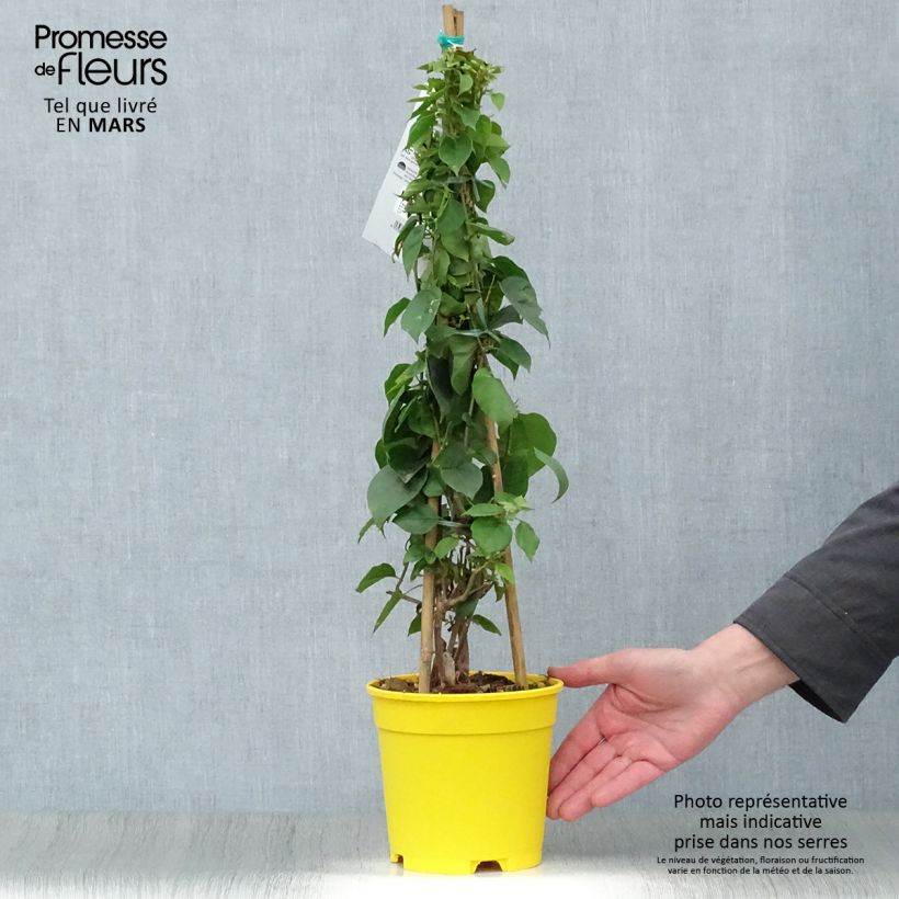 Exemplar von Bougainvillea spectabilis Yellow - Drillingsblume Topf mit 2L/3L wie im Frühjahr geliefert