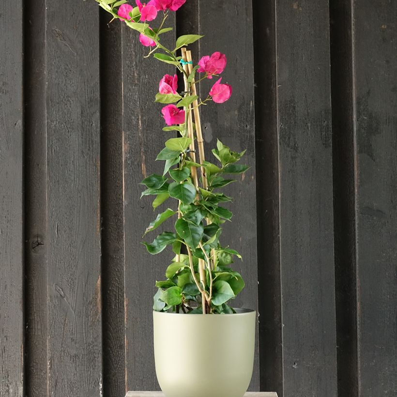 Bougainvillea spectabilis Dark Red - Drillingsblume (Wuchs)