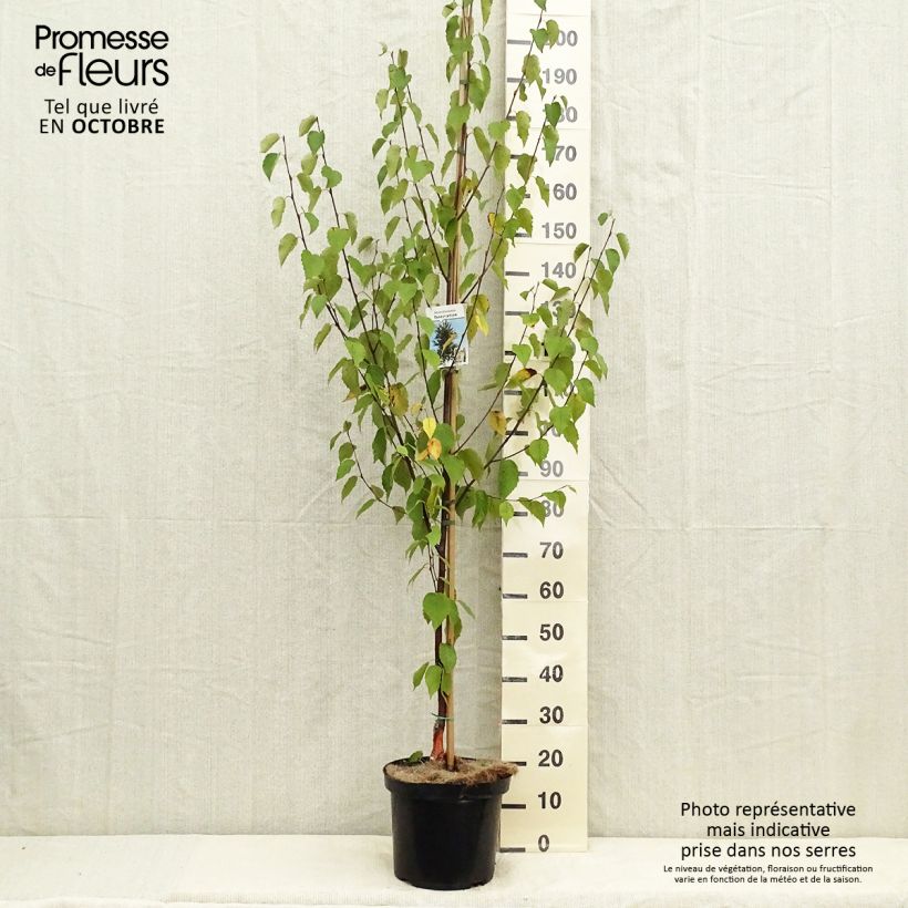 Exemplar von Betula albosinensis Fascination - Rote China-Birke Topf mit 7,5L/10L wie im Herbst geliefert