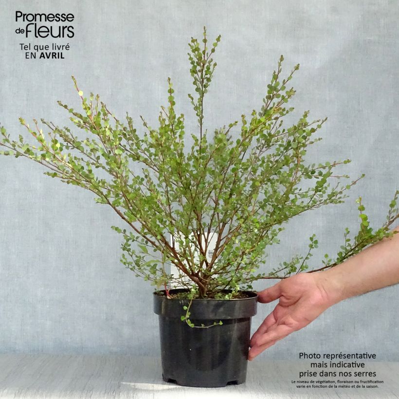Example of Betula nana - Zwerg-Birke Topf mit 2L/3L as you get in printemps