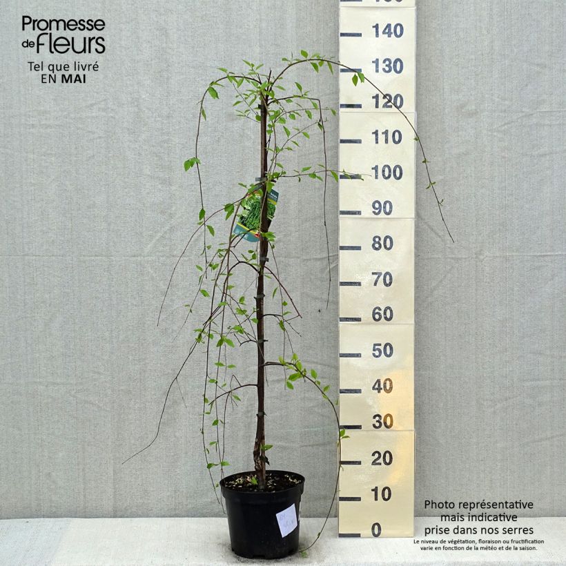 Example of Betula nigra Summer Cascade - Schwarz-Birke Topf mit 7,5L/10L as you get in printemps