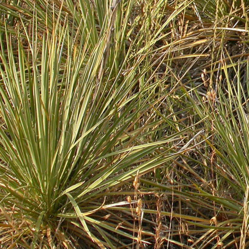 Bouteloua curtipendula - Hohes Haarschotengras (Foliage)