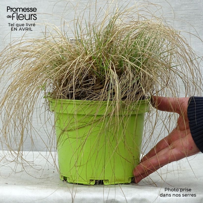 Example of Bouteloua gracilis - Moskitogras Topf mit 1,5L/2L as you get in printemps