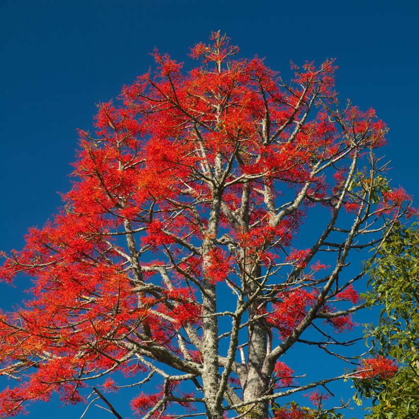 Brachychiton acerifolius - Flaschenbaum (Wuchs)