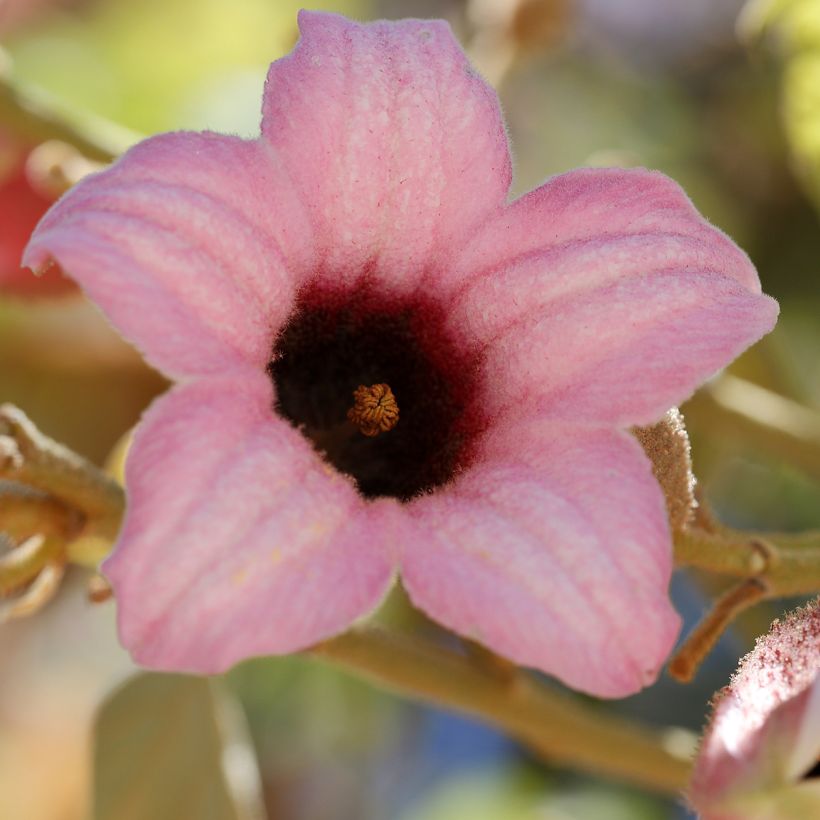 Brachychiton discolor - Flaschenbaum (Blüte)