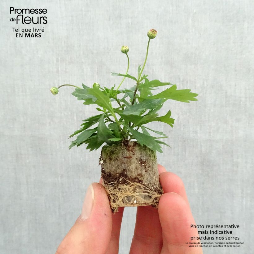 Exemplar von Blaues Gänseblümchen Brasco Violet - Brachycome Mini-Plug Ø 3/4 cm wie im Frühjahr geliefert