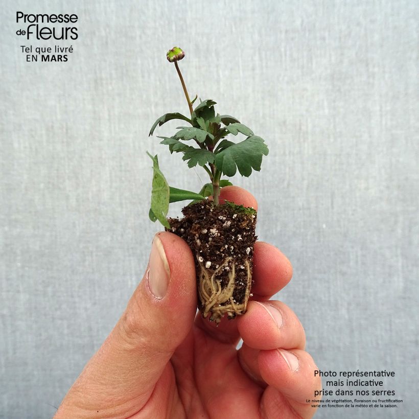 Exemplar von Blaues Gänseblümchen Fresco Candy - Brachycome Mini-Plug Ø 3/4 cm wie im Frühjahr geliefert