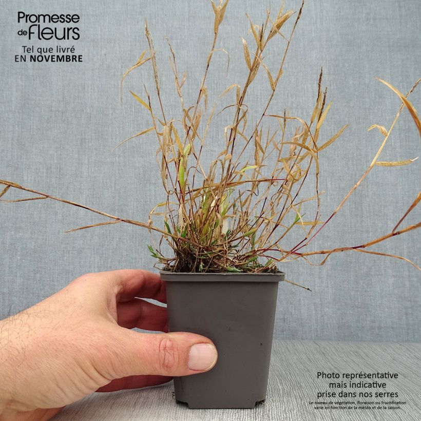 Exemplar von Brachypodium sylvaticum - Wald-Zwenke Kleine Töpfe von 8/9 cm wie im Herbst geliefert