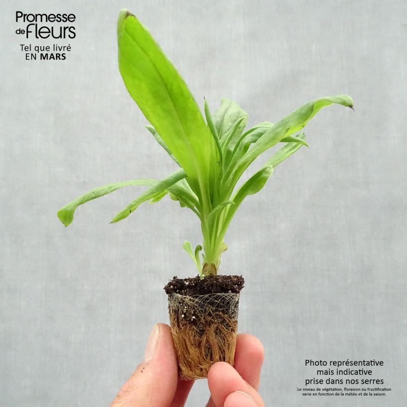 Exemplar von Bracteantha bracteata Granvia Gold - Garten-Strohblume Mini-Plug Ø 3/4 cm wie im Frühjahr geliefert