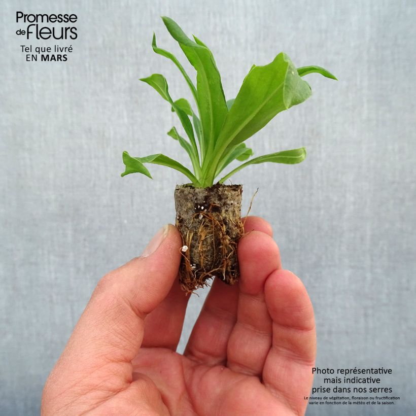 Example of Bracteantha Heliana Gold - Garten-Strohblume Mini-Plug Ø 1,5/2,5 cm as you get in printemps