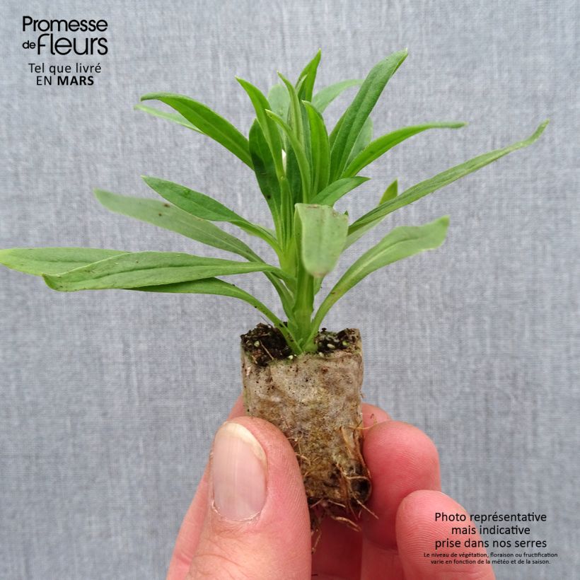 Exemplar von Bracteantha bracteata Heliana White - Garten-Strohblume Mini-Plug Ø 1,5/2,5 cm wie im Frühjahr geliefert