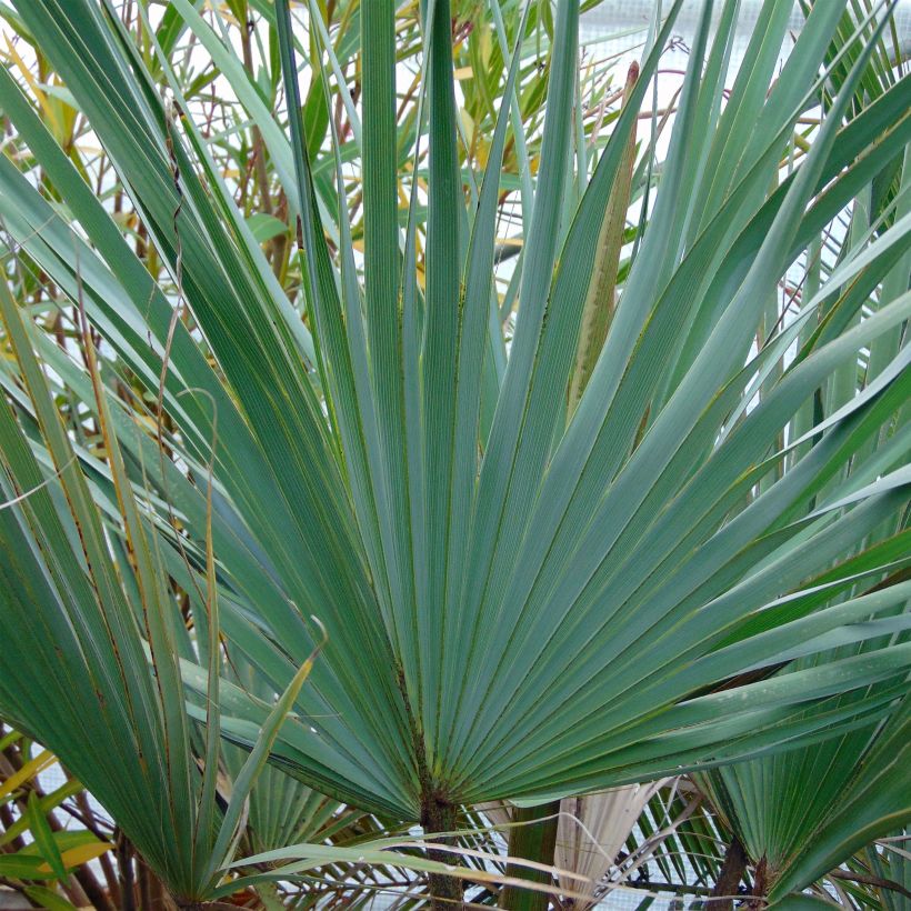 Brahea armata - Blaue Hesperidenpalme (Foliage)