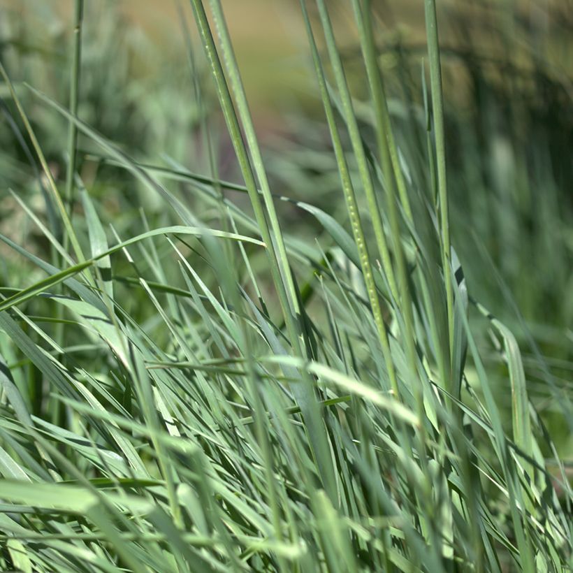 Briza media Limouzi - Mittleres Zittergras (Foliage)