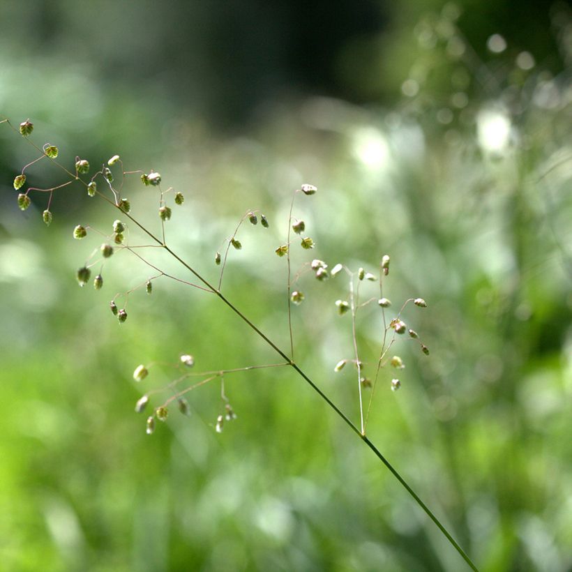 Briza media Limouzi - Mittleres Zittergras (Flowering)