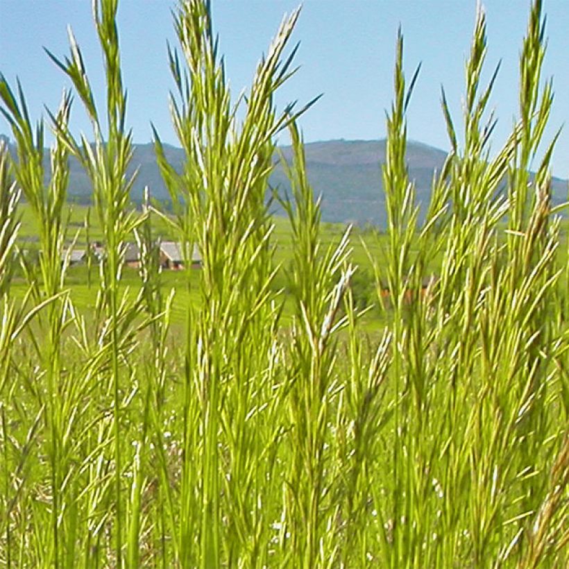 Bromus inermis Skinner s Gold - Unbegrannte Trespe (Blüte)