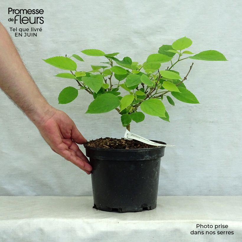 Exemplar von Broussonetia papyrifera Golden Shadow - Papier-Maulbeerbaum Topf mit 4L/5L wie im Sommer geliefert