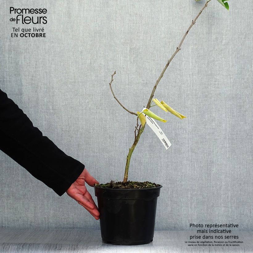 Exemplar von Broussonetia papyrifera Golden Shadow - Papier-Maulbeerbaum Topf mit 4L/5L wie im Herbst geliefert