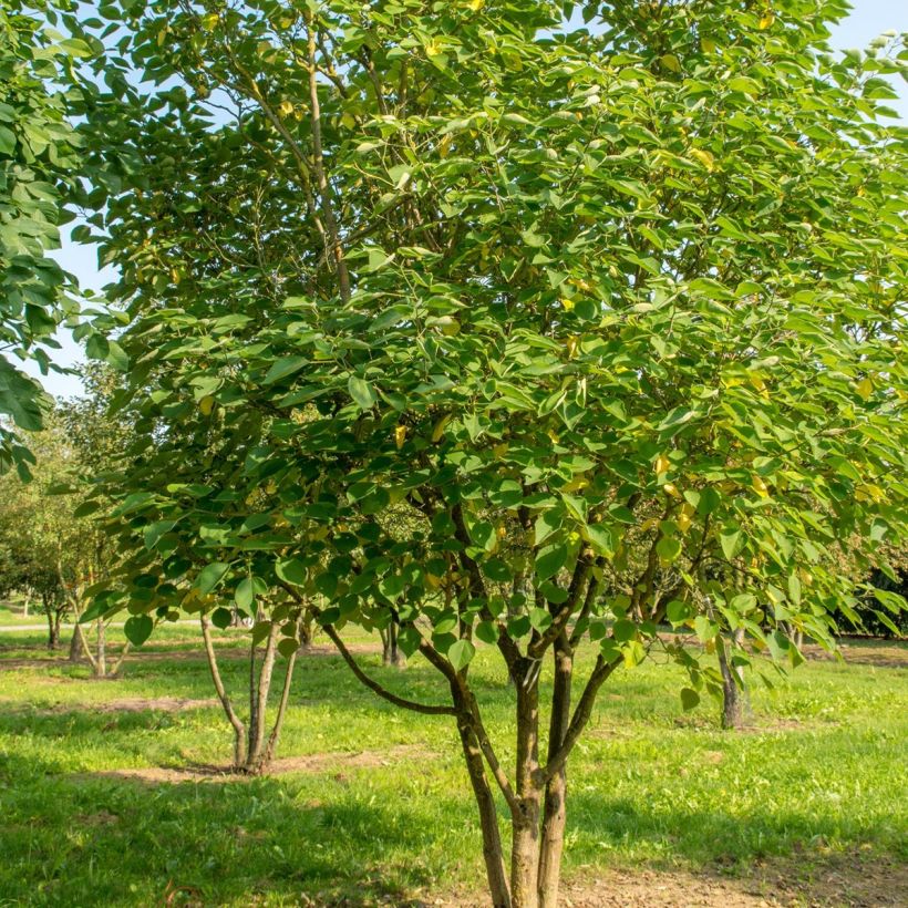 Broussonetia papyrifera - Papier-Maulbeerbaum (Wuchs)