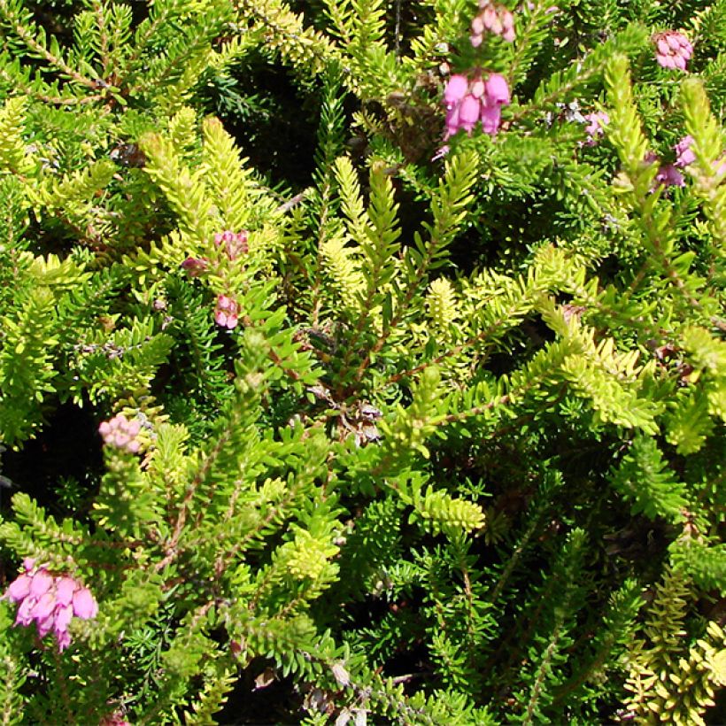 Bruckenthalia spiculifolia - Ährenheide (Laub)