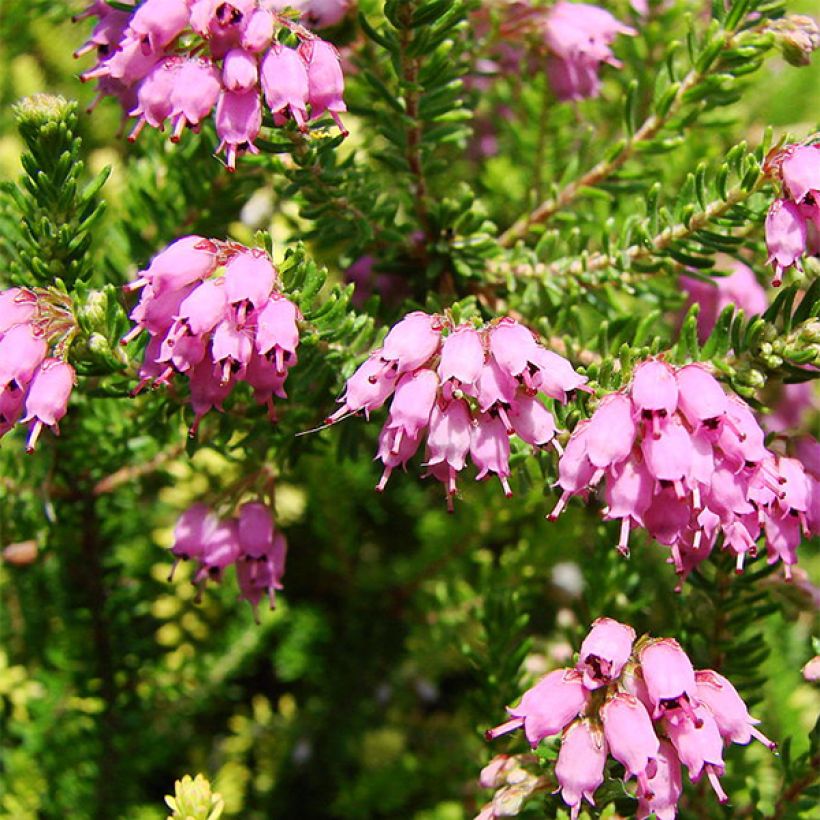 Bruckenthalia spiculifolia - Ährenheide (Blüte)