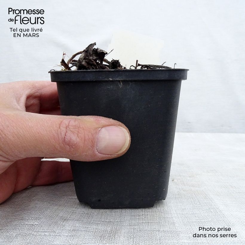 Exemplar von Brunnera macrophylla Variegata - Kaukasus-Vergißmeinnicht Kleine Töpfe von 8/9 cm wie im Frühjahr geliefert