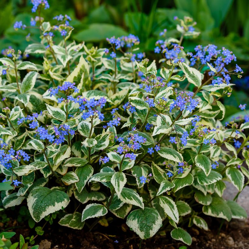 Brunnera macrophylla Variegata - Kaukasus-Vergißmeinnicht (Wuchs)