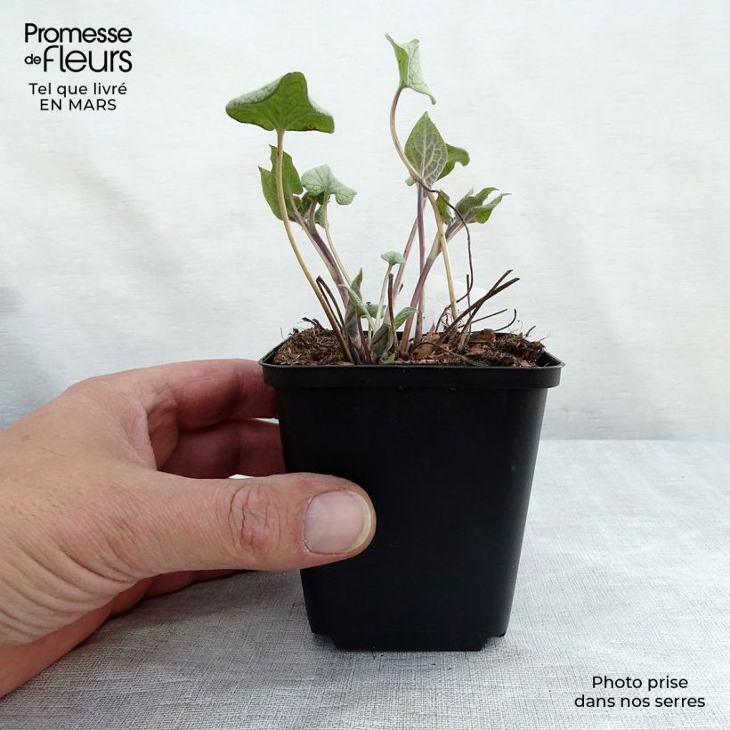 Example of Brunnera macrophylla Alexander's Great - Kaukasus-Vergißmeinnicht Kleine Töpfe von 8/9 cm as you get in printemps