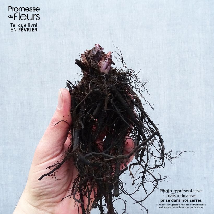 Example of Brunnera macrophylla Alexander's Great - Kaukasus-Vergißmeinnicht Wurzelnackt as you get in hiver