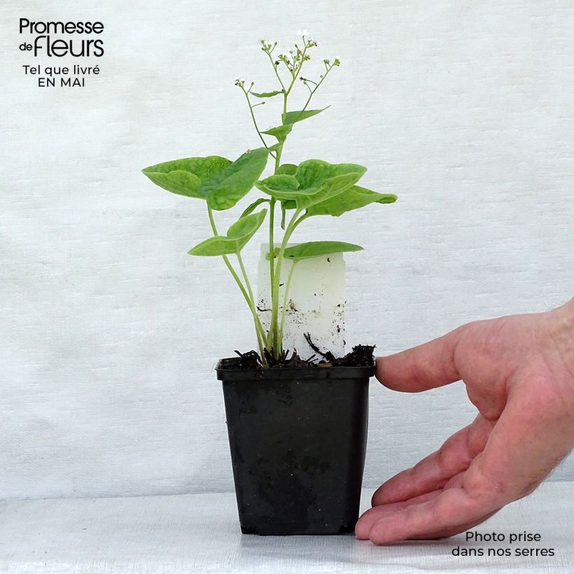 Exemplar von Brunnera macrophylla Betty Bowring - Kaukasus-Vergißmeinnicht Kleine Töpfe von 8/9 cm wie im Frühjahr geliefert